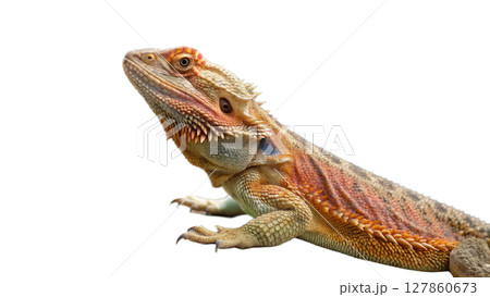 iguana isolated on white background iguana isolated on white background 127860673