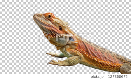 iguana isolated on white background iguana isolated on white background 127860673