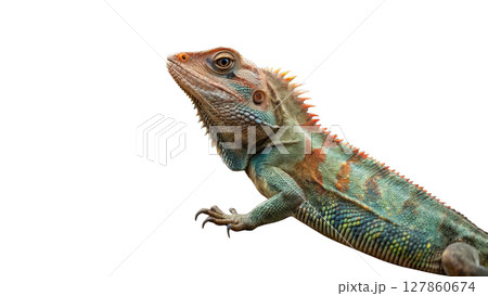 iguana isolated on white background iguana isolated on white background 127860674