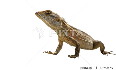 iguana isolated on white background iguana isolated on white background 127860675