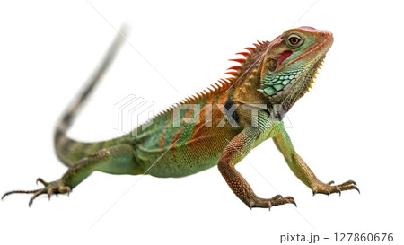 iguana isolated on white background iguana isolated on white background 127860676
