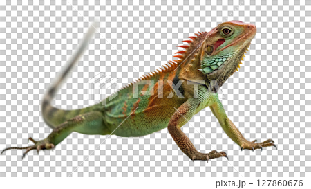 iguana isolated on white background iguana isolated on white background 127860676