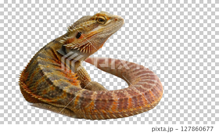 lizard isolated on white background lizard isolated on white background 127860677