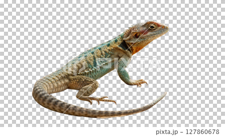 iguana isolated on white background iguana isolated on white background 127860678
