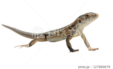 the iguana isolated on white background the iguana isolated on white background 127860679