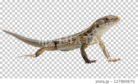 the iguana isolated on white background the iguana isolated on white background 127860679