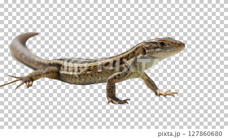 iguana isolated on white background iguana isolated on white background 127860680