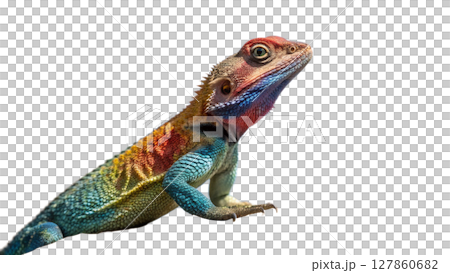 iguana isolated on white background iguana isolated on white background 127860682
