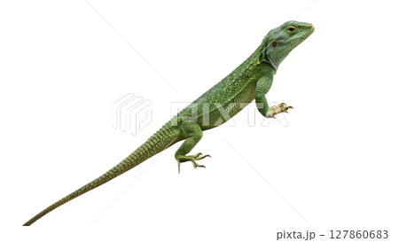 lizard isolated on white background 127860683
