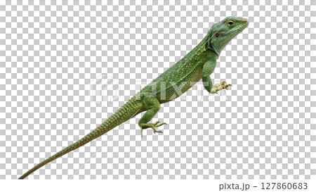 lizard isolated on white background 127860683