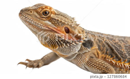 iguana isolated on white background iguana isolated on white background 127860684