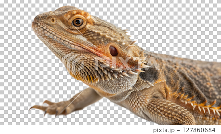 iguana isolated on white background iguana isolated on white background 127860684