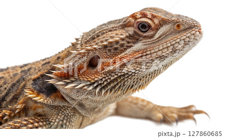 the iguana on white background 127860685