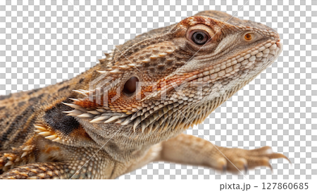 the iguana on white background 127860685