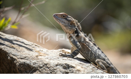 close up picture of a iguana close up picture of a iguana 127860703