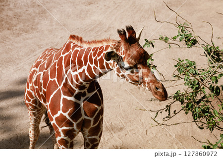Beautiful giraffe eats leaves from a tree 127860972