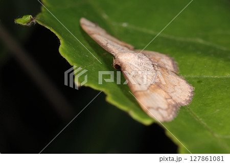 生き物 昆虫 フタナミトビヒメシャク、幼虫は細くて黄色っぽい尺取虫。かなりの広食性です 生き物 昆虫 フタナミトビヒメシャク、幼虫は細くて黄色っぽい尺取虫。かなりの広食性です 127861081
