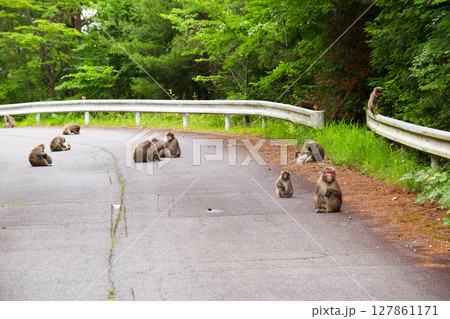 岡山県の山中で野生猿と遭遇 127861171