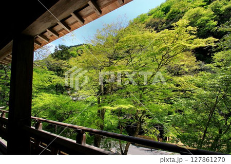 京都・鴨川の水源『貴船川』沿いに建つ【貴船神社】から眺める新緑 127861270