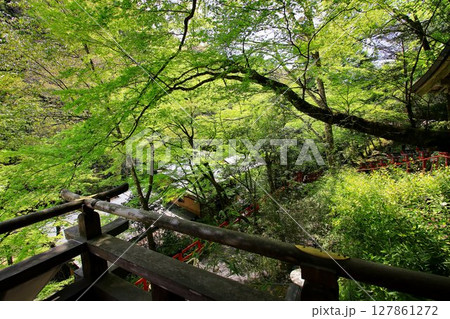 京都・鴨川の水源『貴船川』沿いに建つ【貴船神社】から眺める新緑 京都・鴨川の水源『貴船川』沿いに建つ【貴船神社】から眺める新緑 127861272
