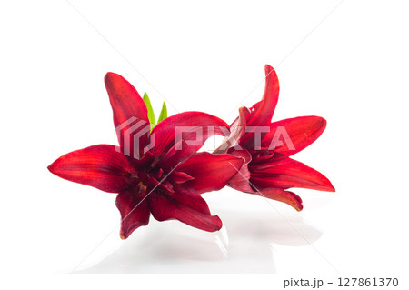 Lush red lilies with white background without shadows 127861370