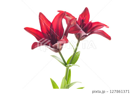 Macro of two red lilies isolated on white 127861371