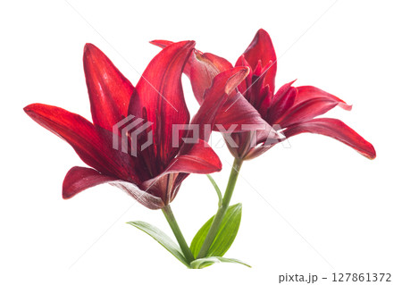 Two large red lilies on white background 127861372