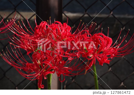 中秋の名月 秋を彩る彼岸花 リコリス スパイダーリリー10 127861472