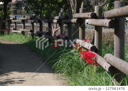 中秋の名月 秋を彩る彼岸花 リコリス スパイダーリリー7 127861476