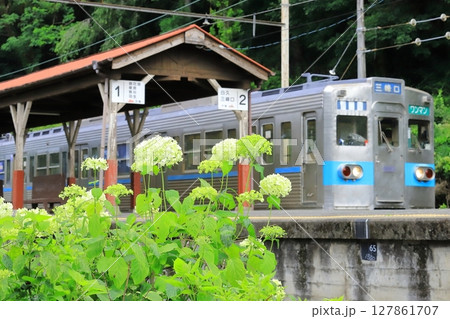 秩父鉄道「紫陽花と武州日野駅に停車中の電車」 127861707