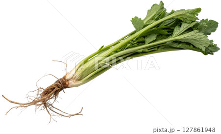 fresh green celery on white background fresh green celery on white background 127861948