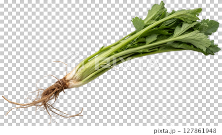 fresh green celery on white background fresh green celery on white background 127861948