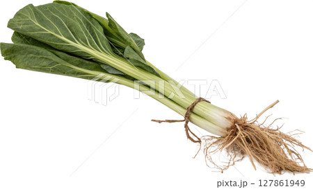 fresh celery on white background fresh celery on white background 127861949
