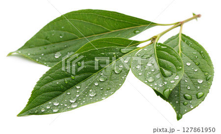 water drop on leaf macro water drop on leaf macro 127861950