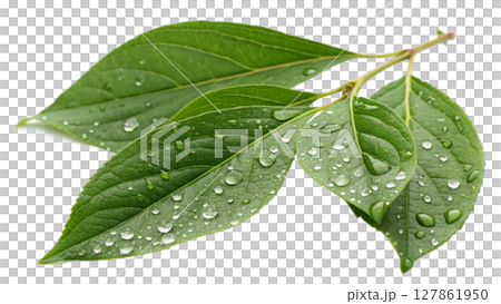 water drop on leaf macro water drop on leaf macro 127861950