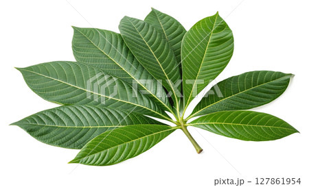 green leaves of mango isolated on gray background 127861954
