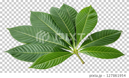 green leaves of mango isolated on gray background 127861954