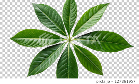 green leaf of mango tree isolated on white green leaf of mango tree isolated on white 127861957