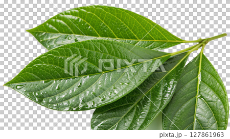 green leaf isolated on white background green leaf isolated on white background 127861963