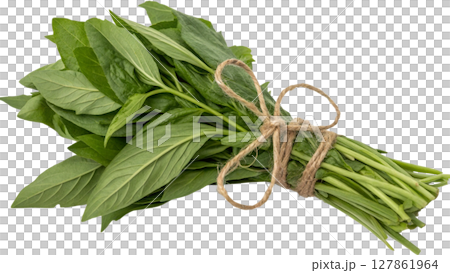 fresh green basil leaves isolated on white 127861964