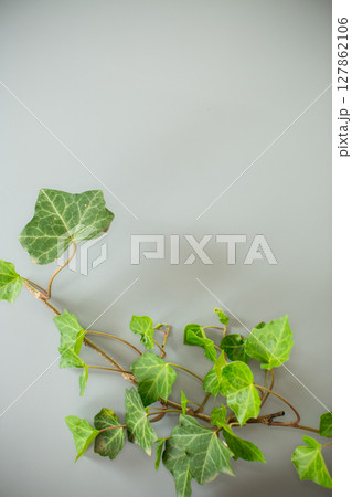 Natural composition with ivy branch on gray background Natural composition with ivy branch on gray background 127862106
