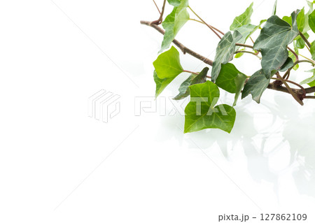 Decorative ivy with branch and leaves on white background 127862109