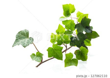 Green ivy with natural leaves on white background 127862110