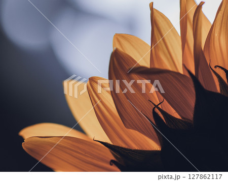 逆光の中透き通ったひまわりの花びら 127862117