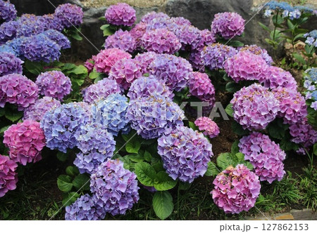 カラフルな紫陽花　形原温泉あじさいの里 127862153