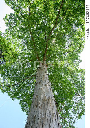 愛宕神社　欅の御神木　秋田県横手市 127862158