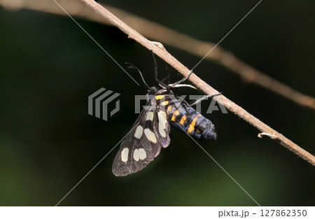 細い枝にとまる可憐なカノコガの成虫(自然環境下昆虫類ストロボマクロ撮影) 細い枝にとまる可憐なカノコガの成虫(自然環境下昆虫類ストロボマクロ撮影) 127862350