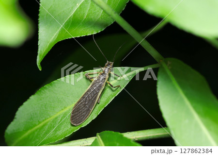 葉にキベリトウゴウカワゲラ成虫(トウゴウカワゲラ・自然環境下昆虫類ストロボマクロ撮影) 葉にキベリトウゴウカワゲラ成虫(トウゴウカワゲラ・自然環境下昆虫類ストロボマクロ撮影) 127862384