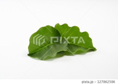 おかわかめ　イメージ 127862586