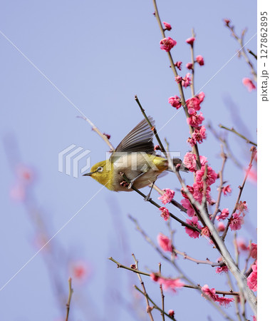 梅の木から飛び立つ春の訪れをつげるメジロ 梅の木から飛び立つ春の訪れをつげるメジロ 127862895